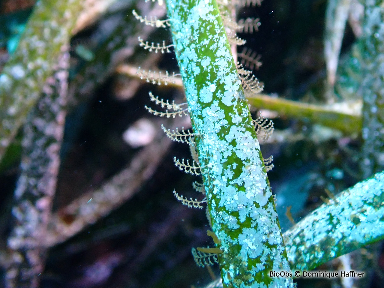Aglaophenia à crochets - Aglaophenia harpago - Dominique Haffner - BioObs