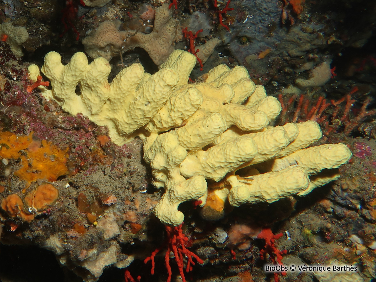Eponge cavernicole jaune - Aplysina cavernicola - Véronique Barthès - BioObs