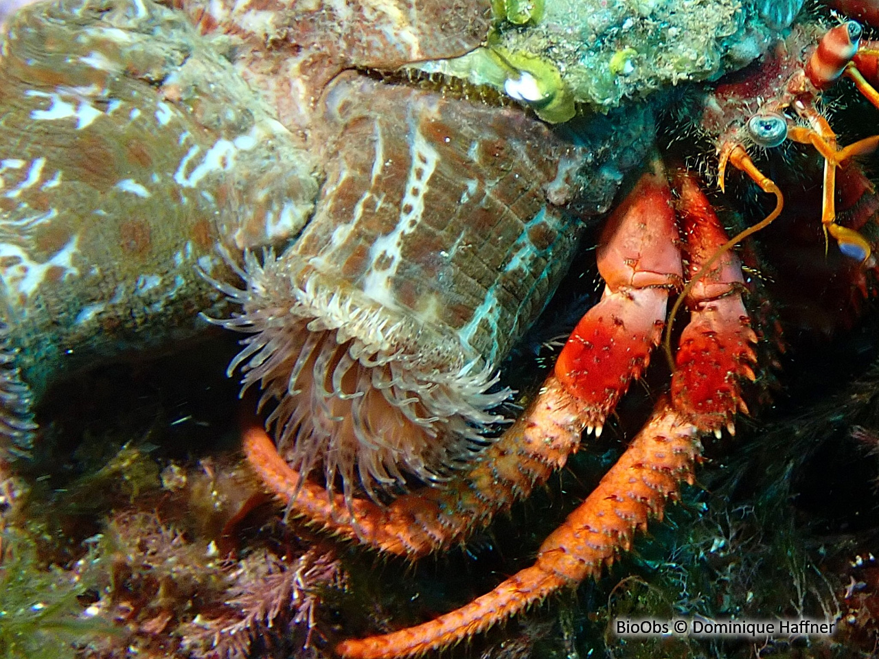 Anémone parasite (pagure) - Calliactis parasitica Anémone parasite (pagure) - Calliactis parasitica