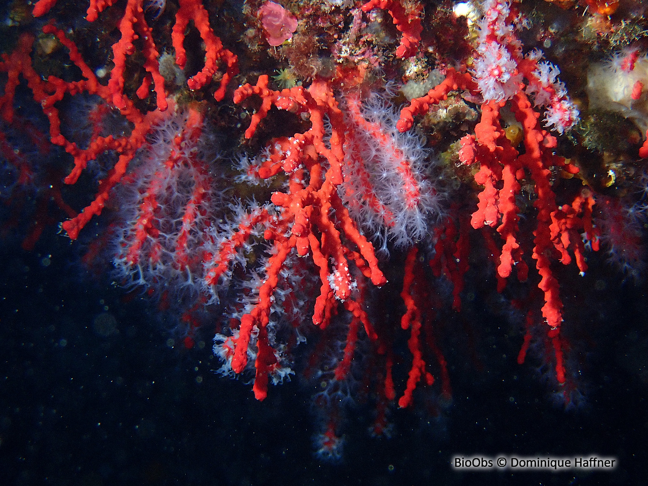 Corail rouge - Corallium rubrum - Dominique Haffner - BioObs