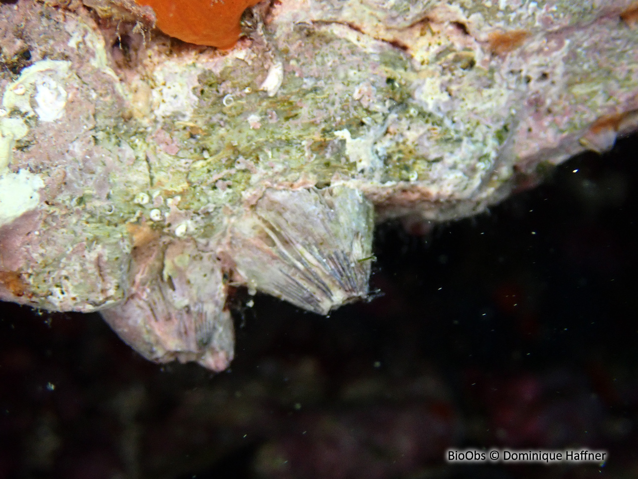 Balane rayée - Amphibalanus amphitrite - Dominique Haffner - BioObs