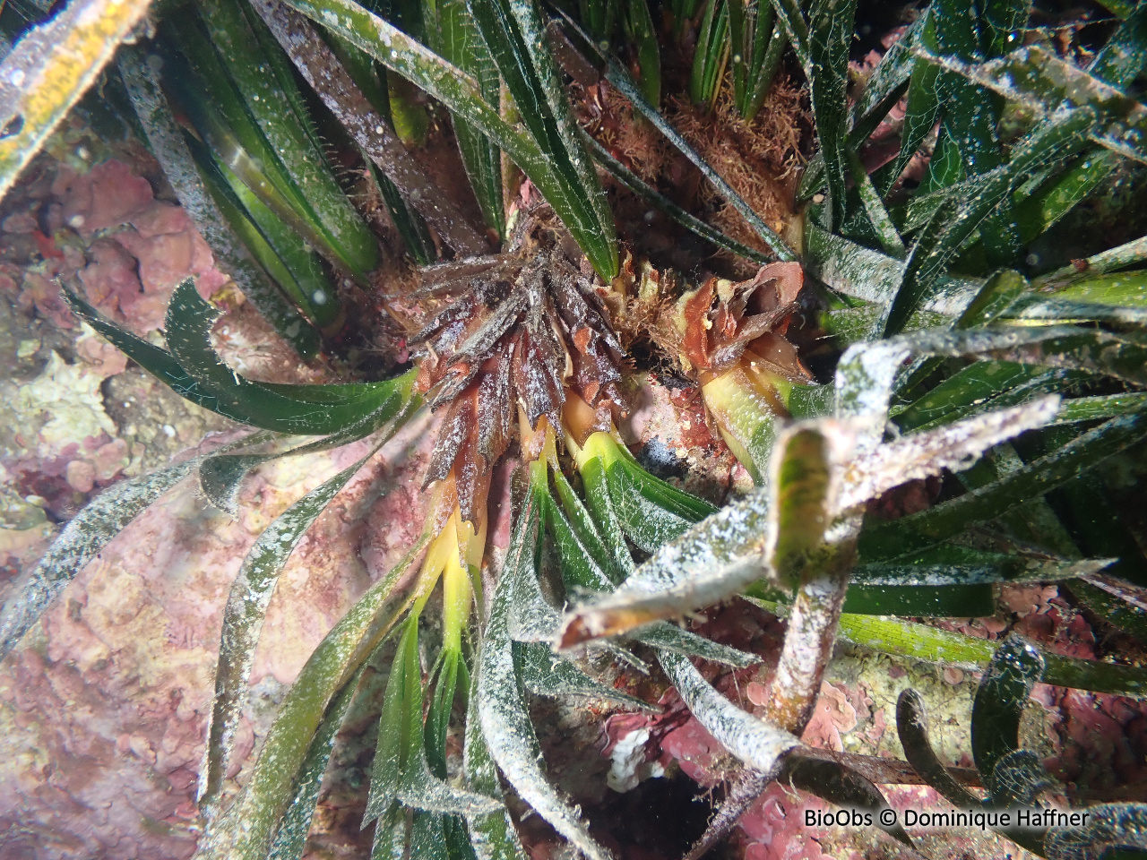 Posidonie - Posidonia oceanica - Dominique Haffner - BioObs