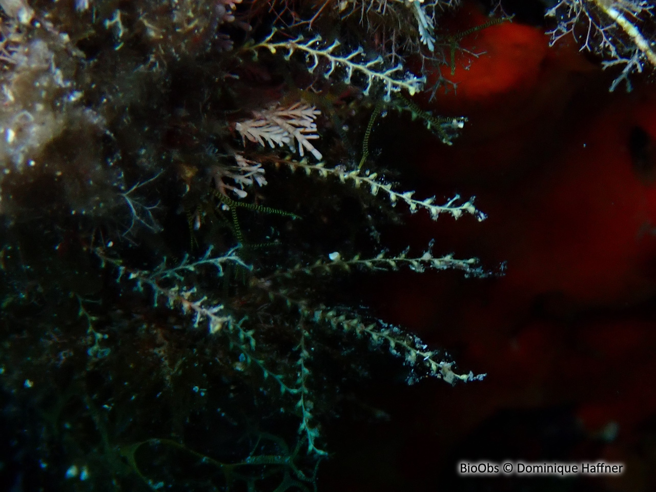 Sertularelle de Méditerranée - Sertularella mediterranea - Dominique Haffner - BioObs