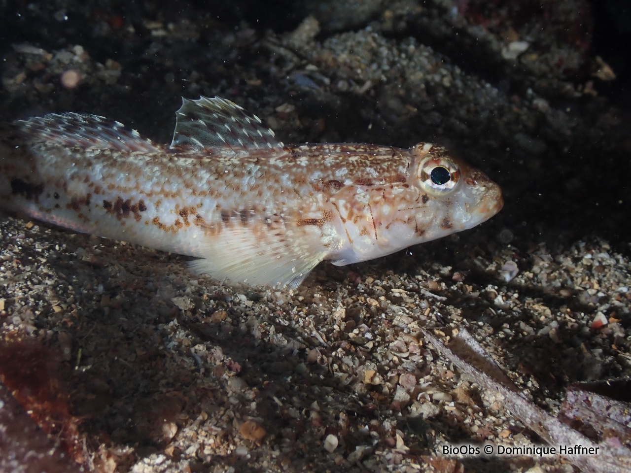 Gobie svelte - Gobius geniporus - Dominique Haffner - BioObs