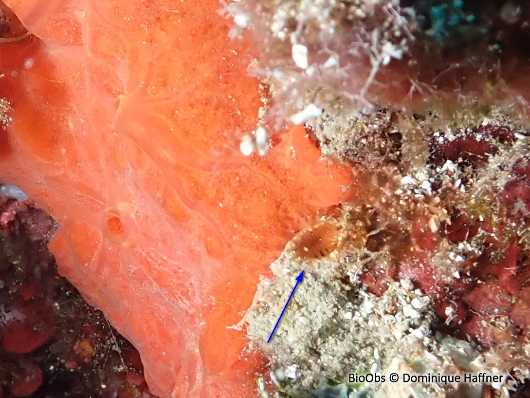 Petit ver myxicole - Myxicola aesthetica - Dominique Haffner - BioObs