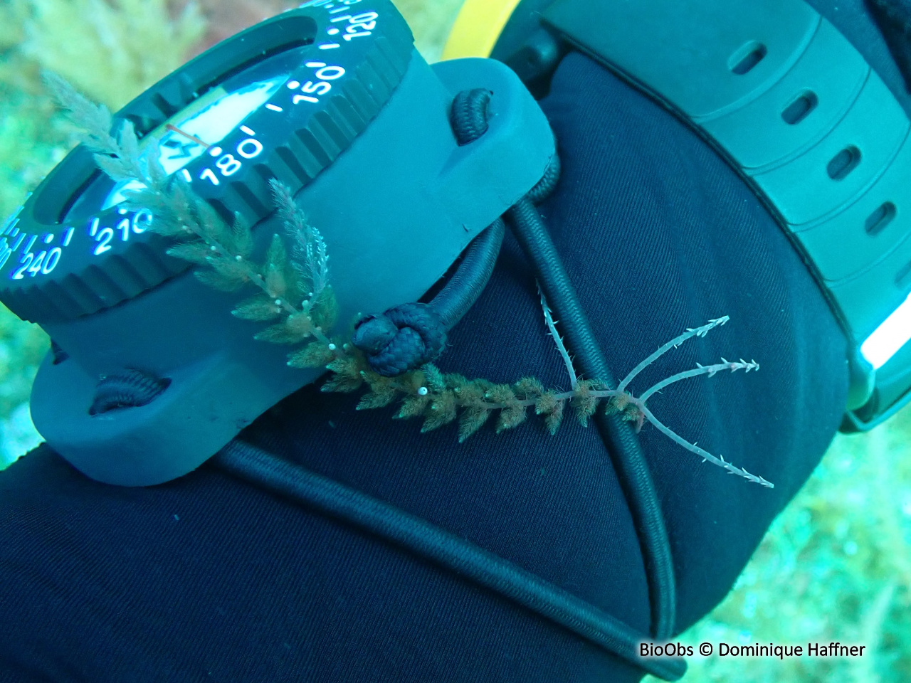Algue à crochets - Asparagopsis armata - Dominique Haffner - BioObs