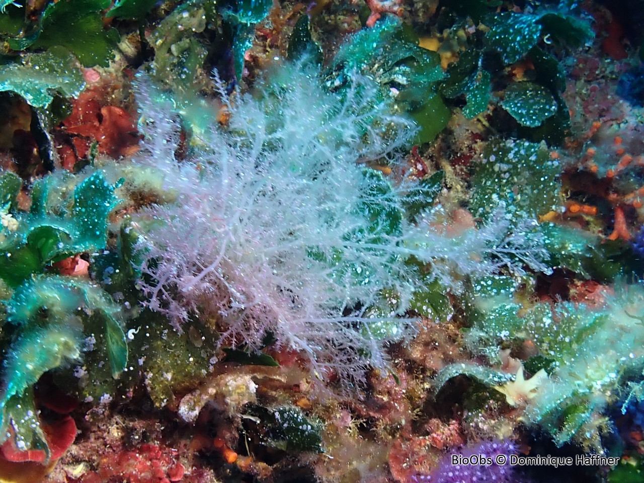 Bonnemaisonia aux androphores en forme de massue
