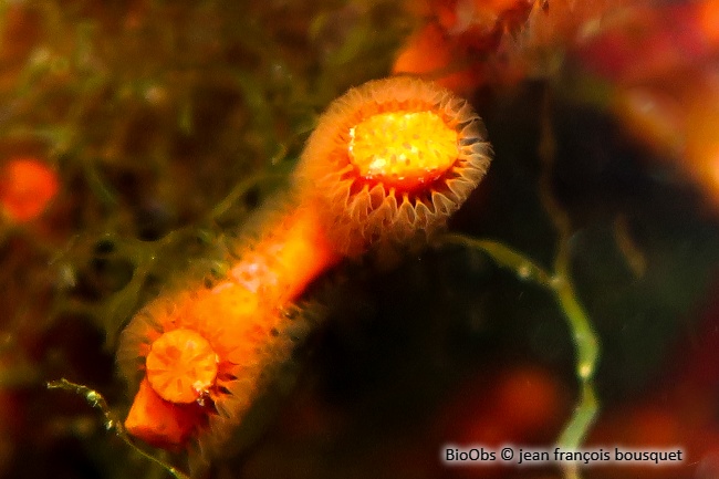 Faux corail - Myriapora truncata - jean françois bousquet - BioObs