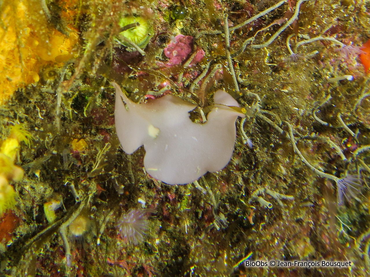 Sebdénie de Rodriguez - Sebdenia rodrigueziana - Jean-François Bousquet - BioObs