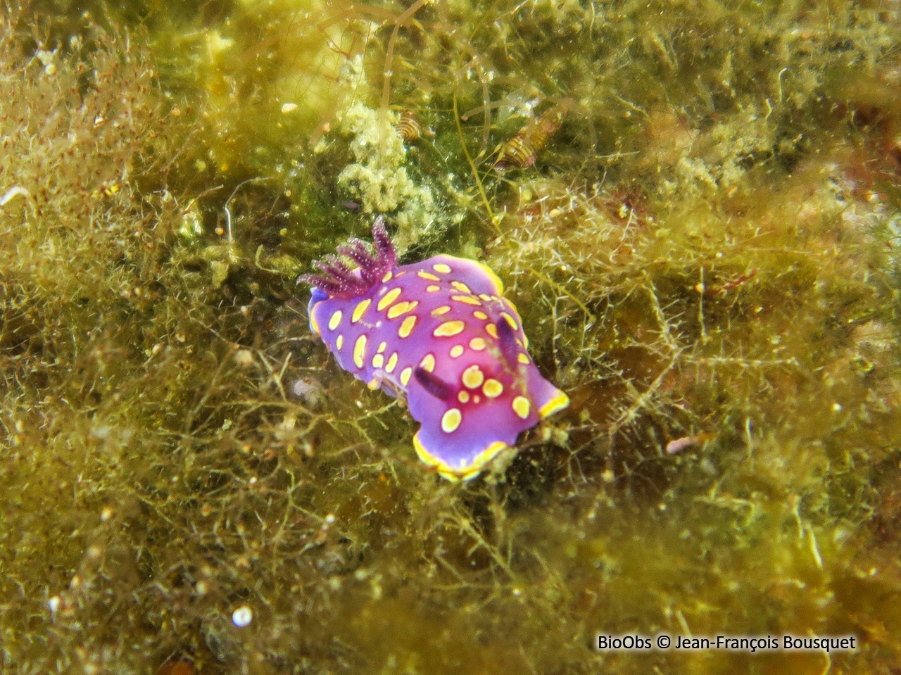 Doris tachetée mauve - Felimida luteorosea - Jean-François Bousquet - BioObs