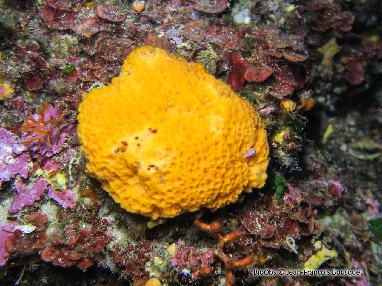 Dictyonelle à crêtes - Dictyonella incisa - Jean-François Bousquet - BioObs