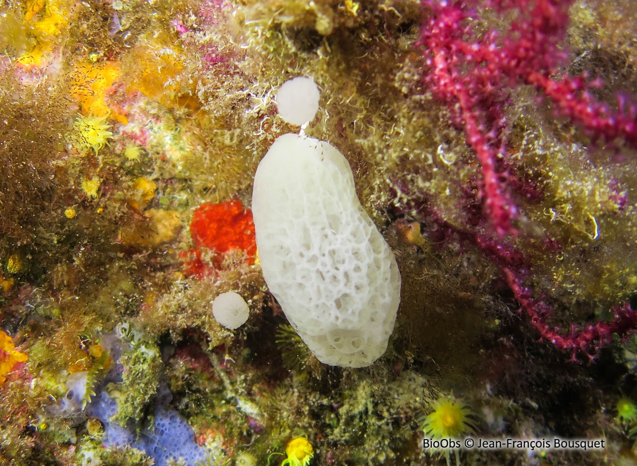 Clathrine pédonculée - Clathrina lacunosa - Jean-François Bousquet - BioObs