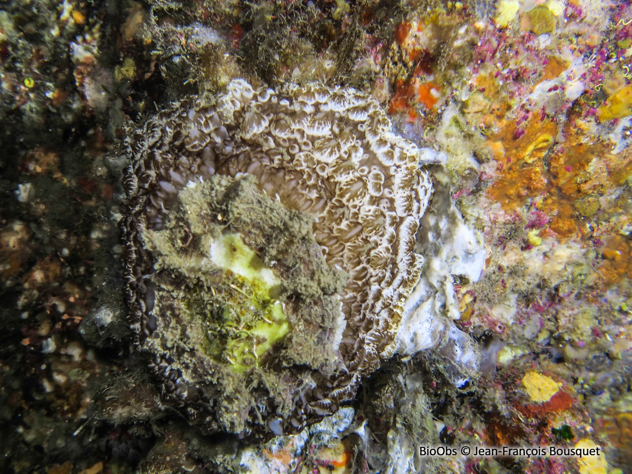 Ombrelle - Umbraculum umbraculum - Jean-François Bousquet - BioObs