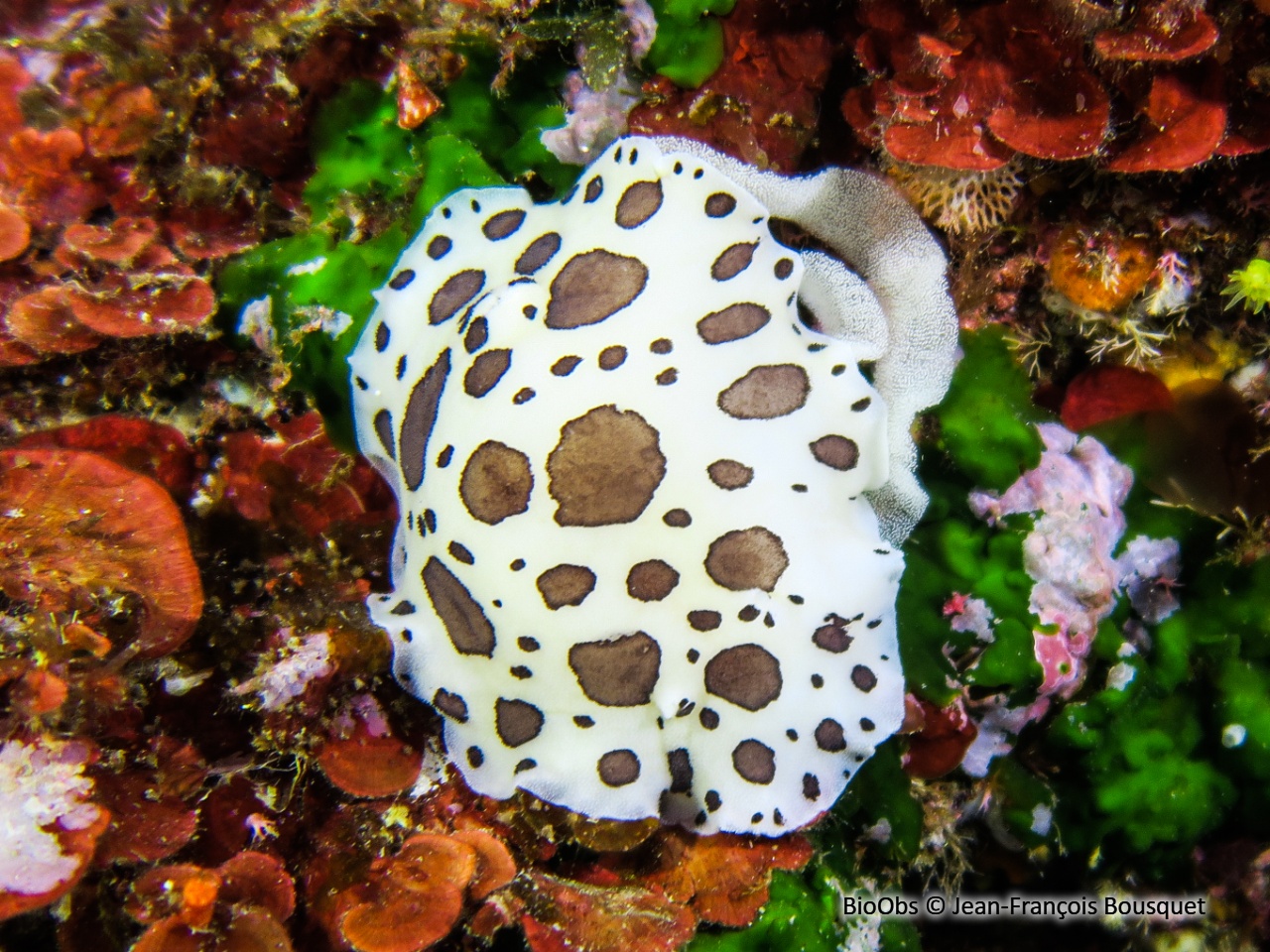 Doris dalmatien ponte - Peltodoris - Jean-François Bousquet - BioObs