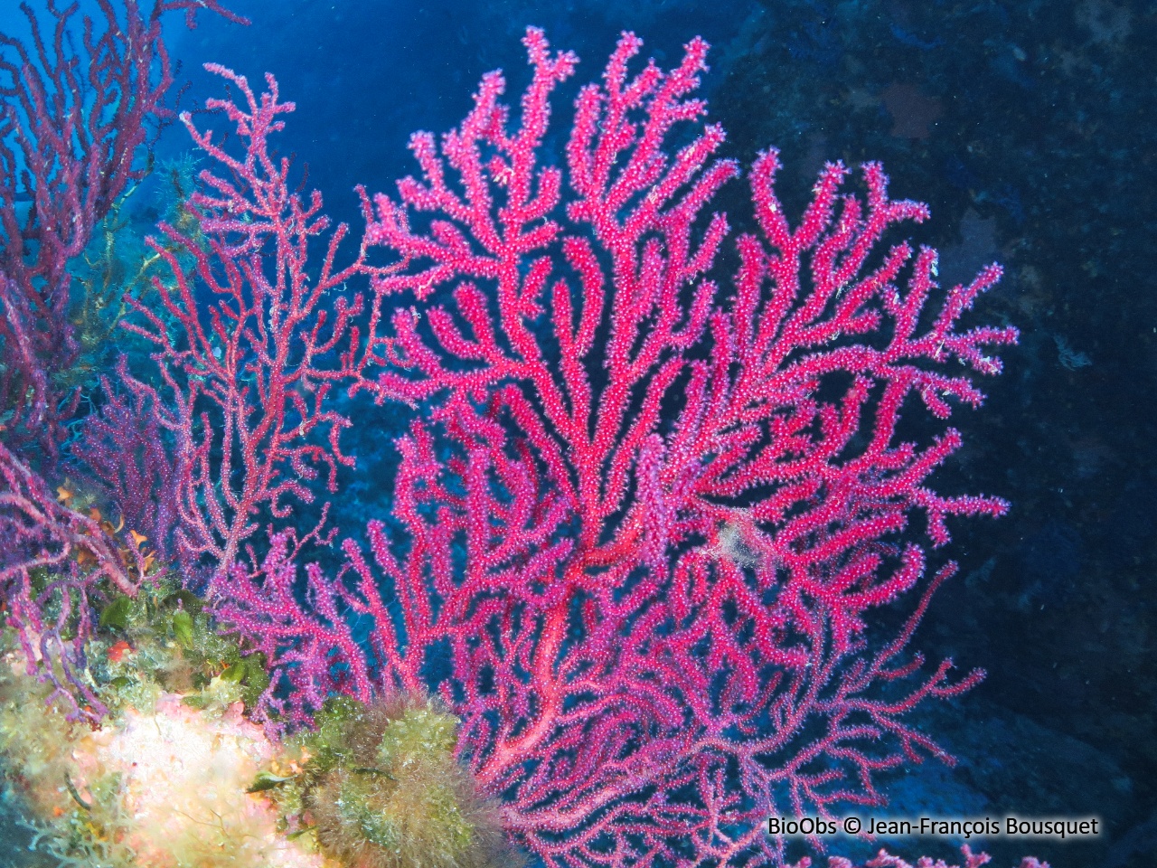 Gorgone pourpre - Paramuricea clavata - Jean-François Bousquet - BioObs