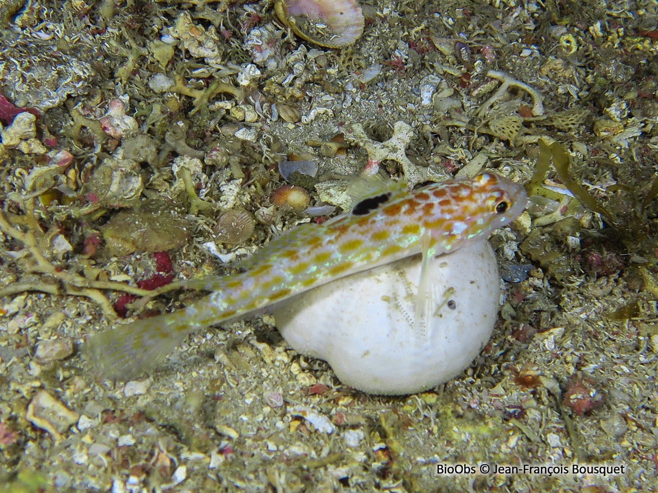 Gobie à grandes écailles - Thorogobius macrolepis - Jean-François Bousquet - BioObs