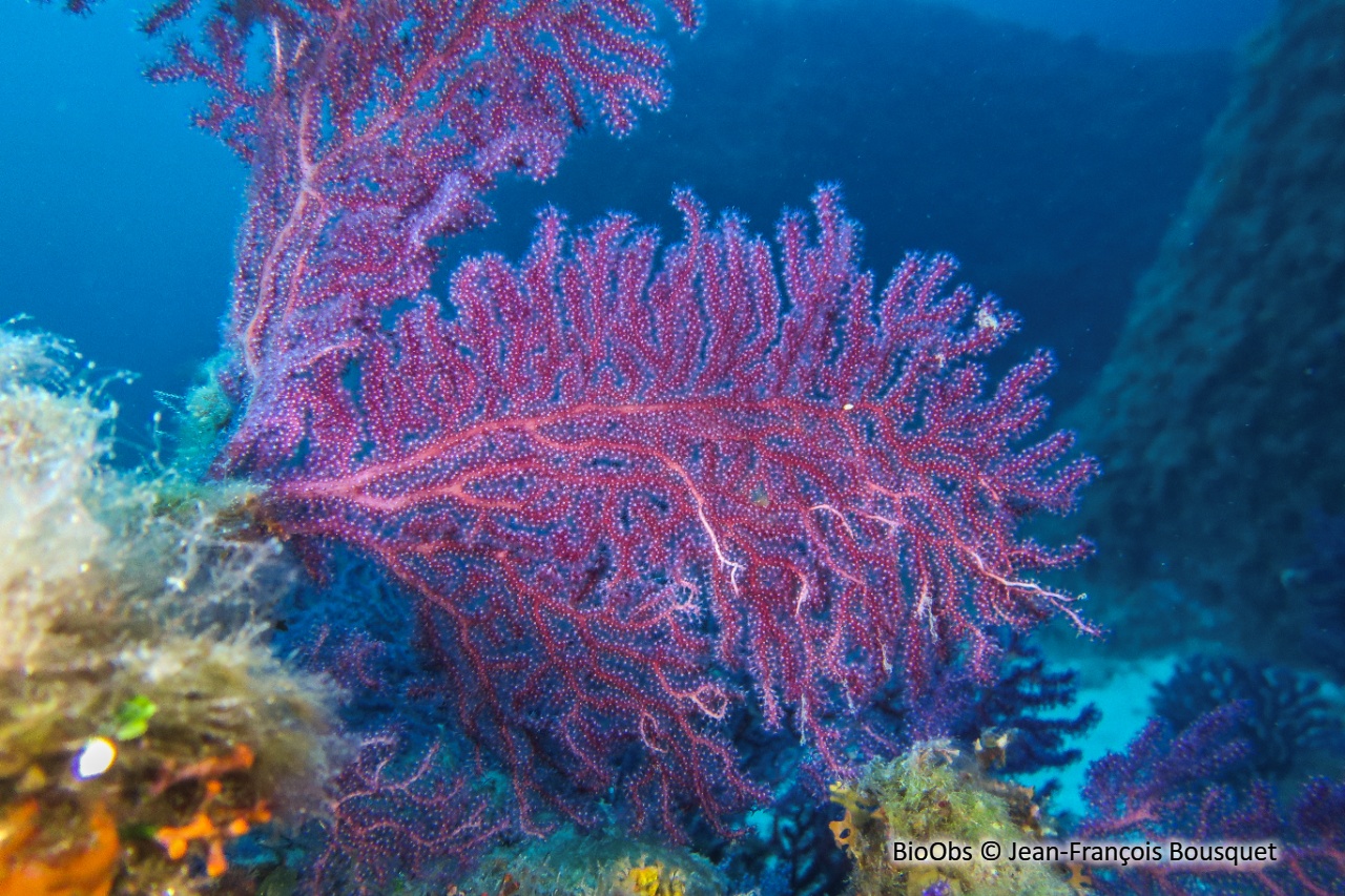 Gorgone pourpre - Paramuricea clavata - Jean-François Bousquet - BioObs