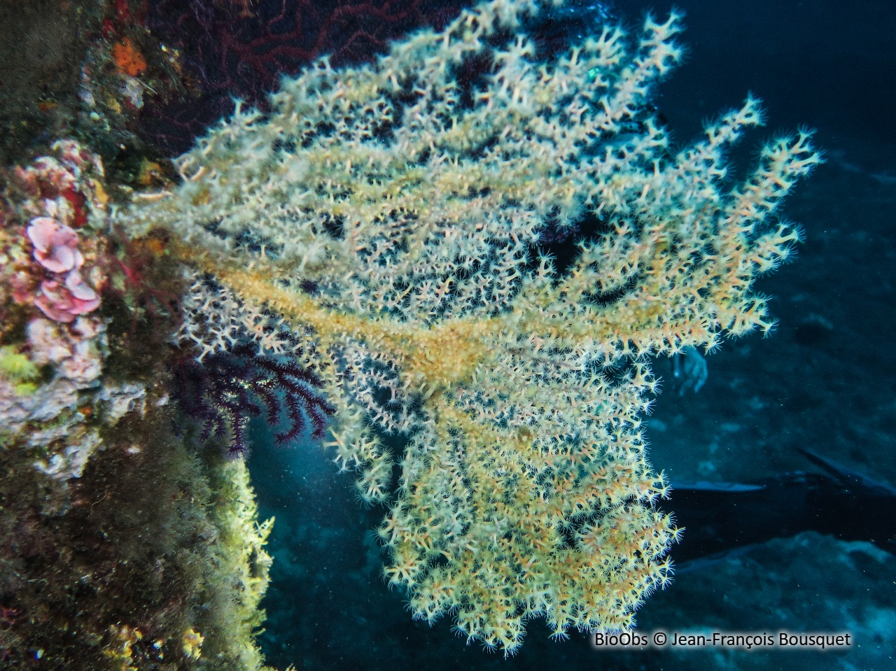 Anémone buissonnante - Savalia savaglia - Jean-François Bousquet - BioObs