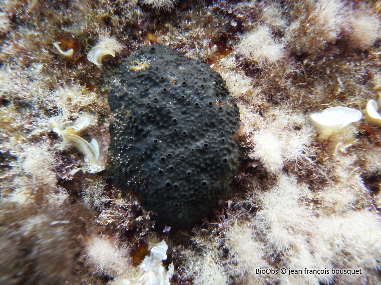 Ircinie noire épineuse - Sarcotragus spinosulus - jean françois bousquet - BioObs
