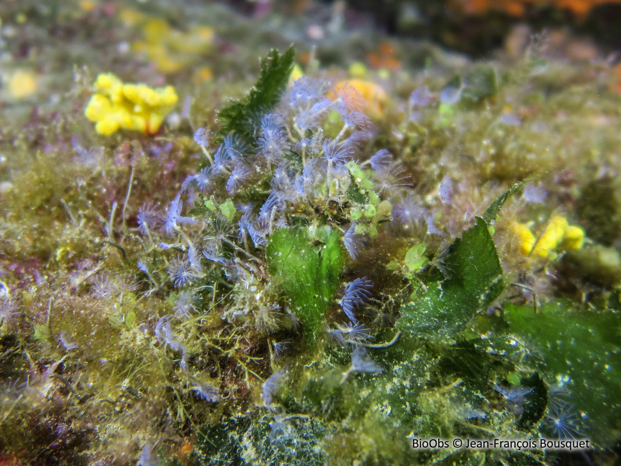Petite sabelle - Sabella discifera - Jean-François Bousquet - BioObs