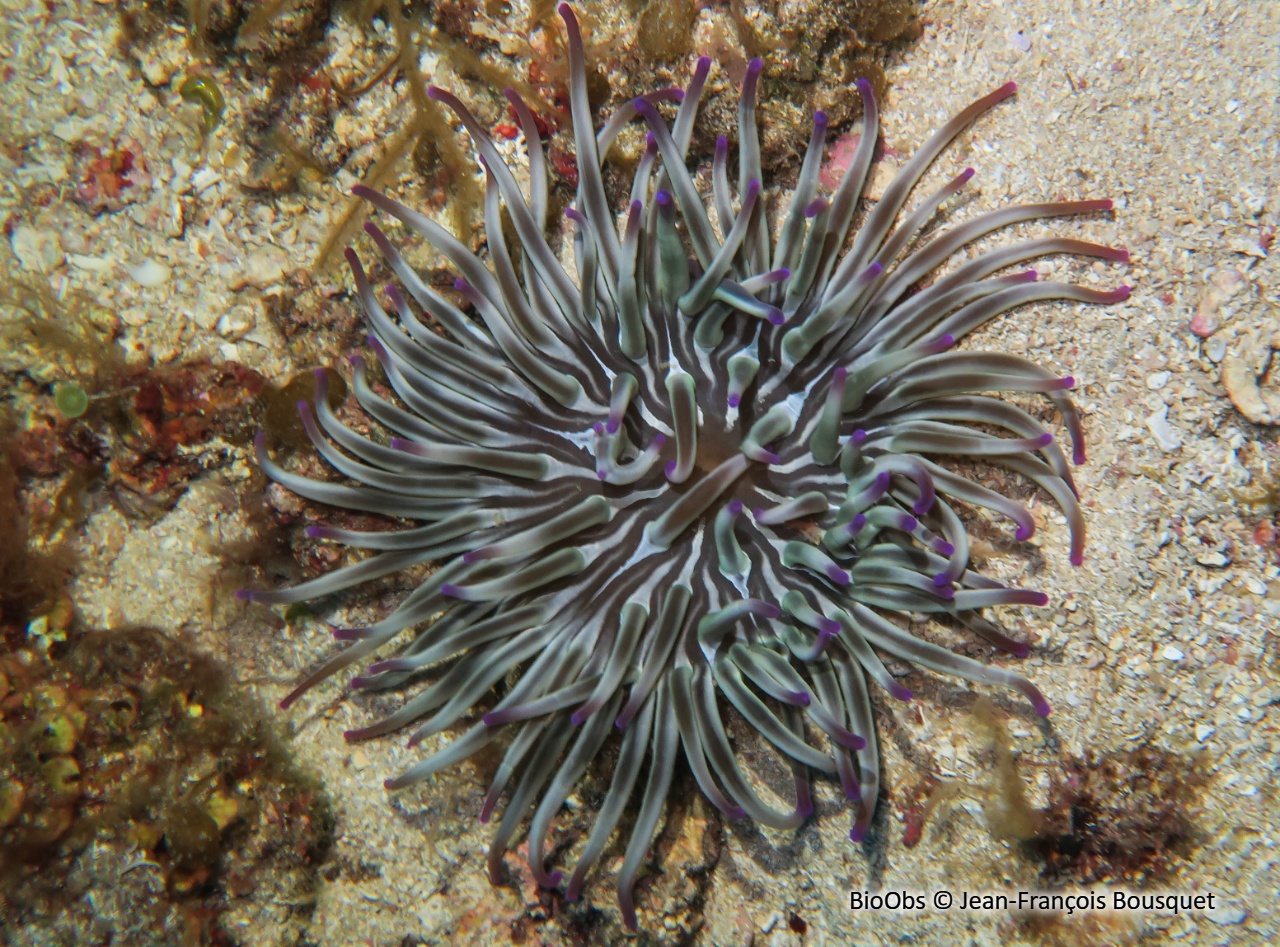 Anémone soleil - Condylactis aurantiaca - Jean-François Bousquet - BioObs