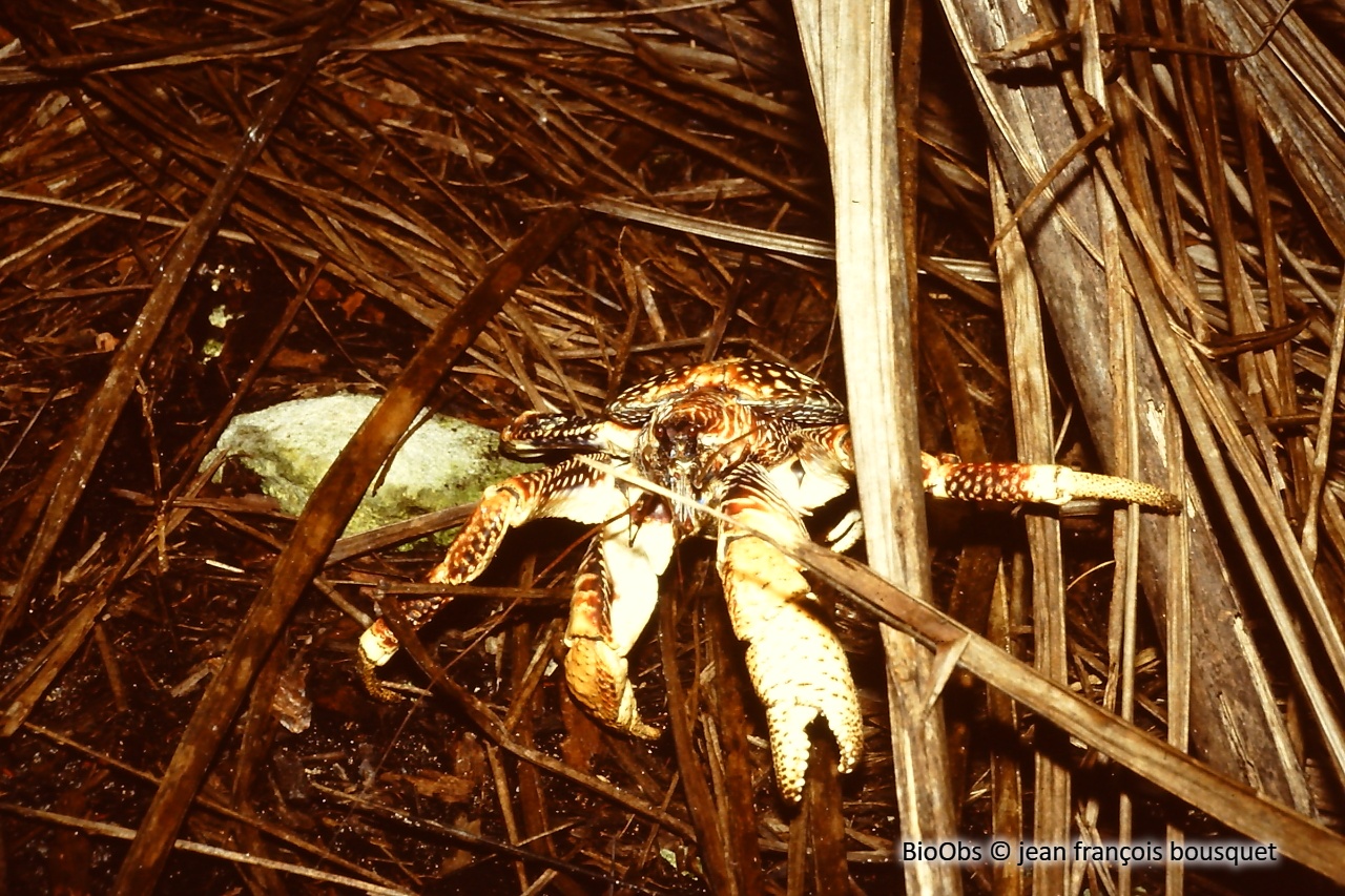 Crabe des cocotiers - Birgus latro - jean françois bousquet - BioObs