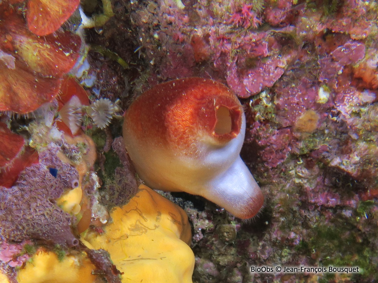 Ascidie rouge - Halocynthia papillosa - Jean-François Bousquet - BioObs