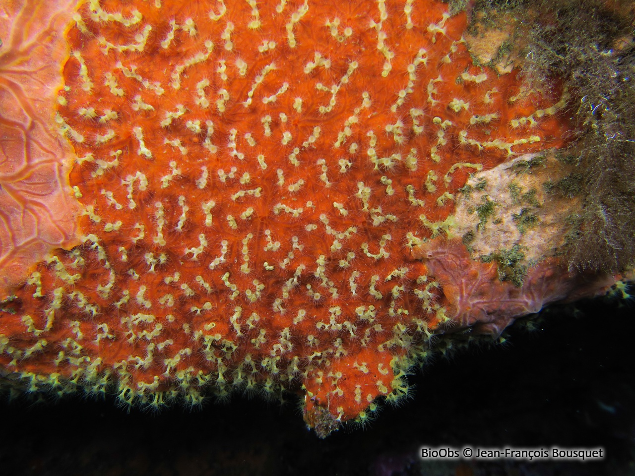 Petite anémone encroûtante jaune - Parazoanthus franciscae - Jean-François Bousquet - BioObs