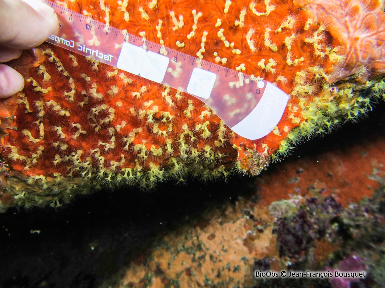 Petite anémone encroûtante jaune - Parazoanthus franciscae - Jean-François Bousquet - BioObs
