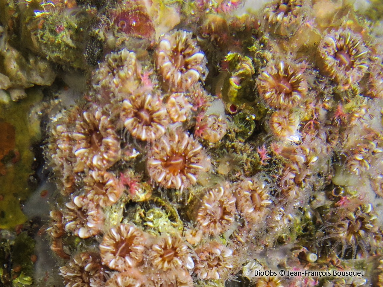 Madrépore coupe - Polycyathus muellerae - Jean-François Bousquet - BioObs