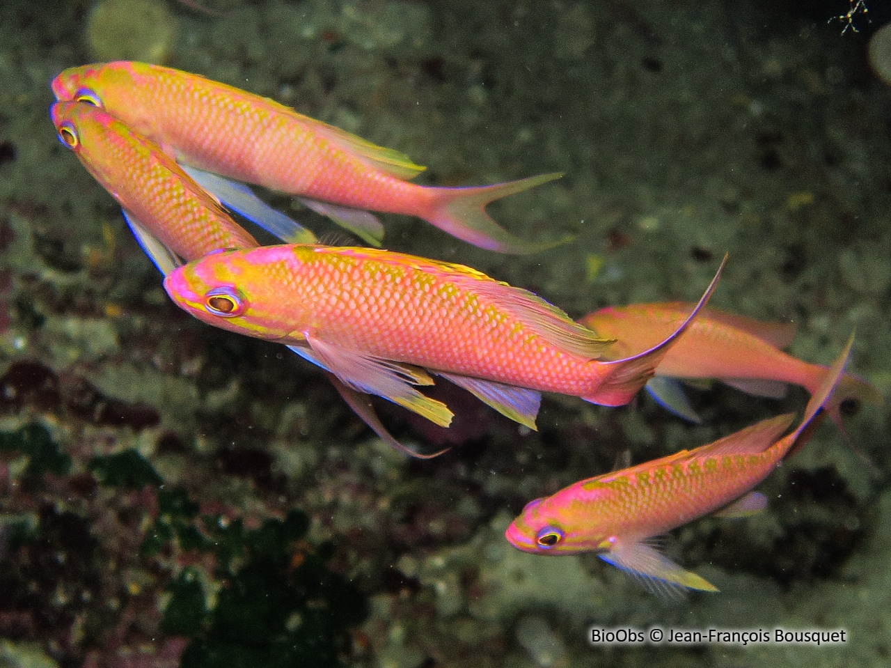 Barbier - Anthias anthias - Jean-François Bousquet - BioObs