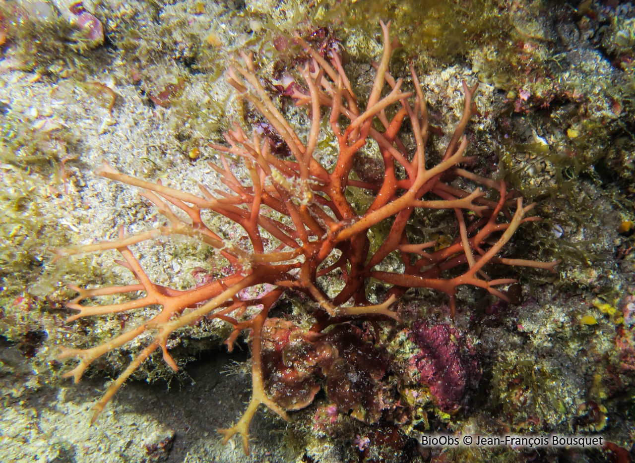 Halyménia allongée - Halymenia elongata - Jean-François Bousquet - BioObs
