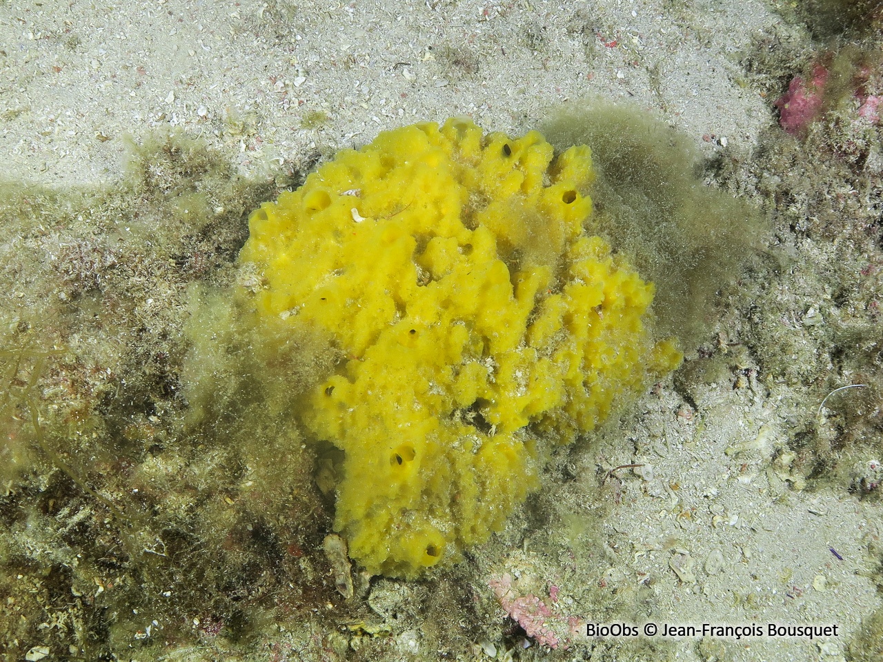 Axinyssa digitée - Axinyssa digitata - Jean-François Bousquet - BioObs