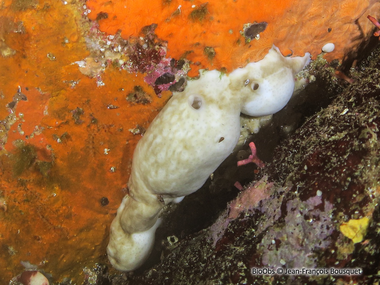 Eponge rognon - Chondrosia reniformis - Jean-François Bousquet - BioObs