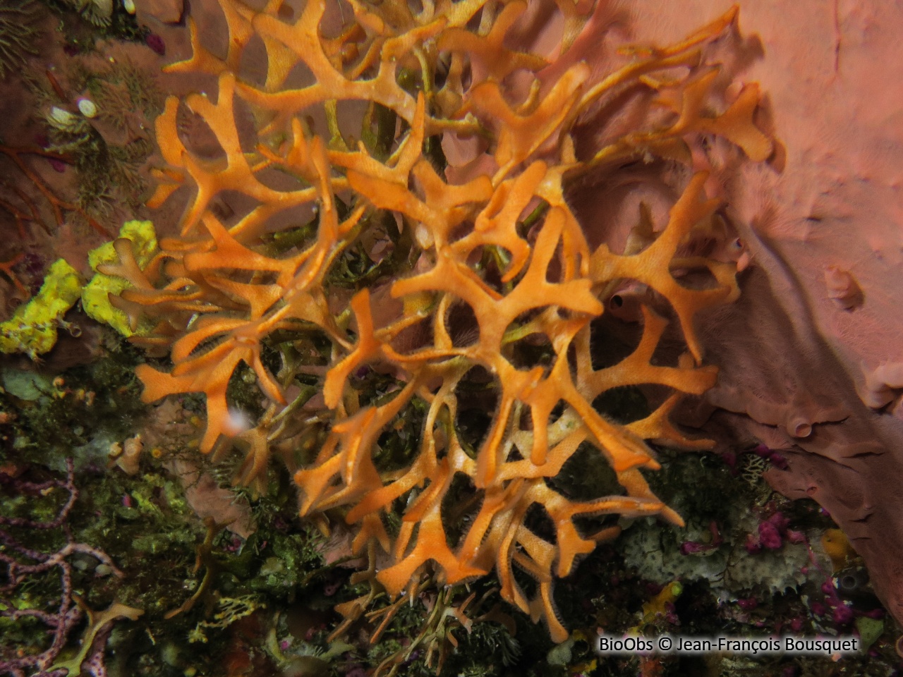 Rose de mer Méditerranéenne - Pentapora fascialis - Jean-François Bousquet - BioObs