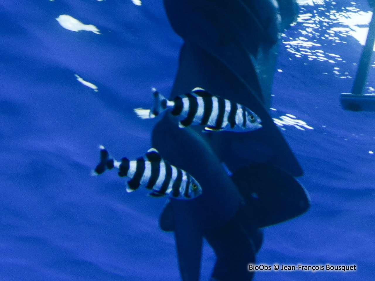 Poisson-pilote - Naucrates ductor - Jean-François Bousquet - BioObs
