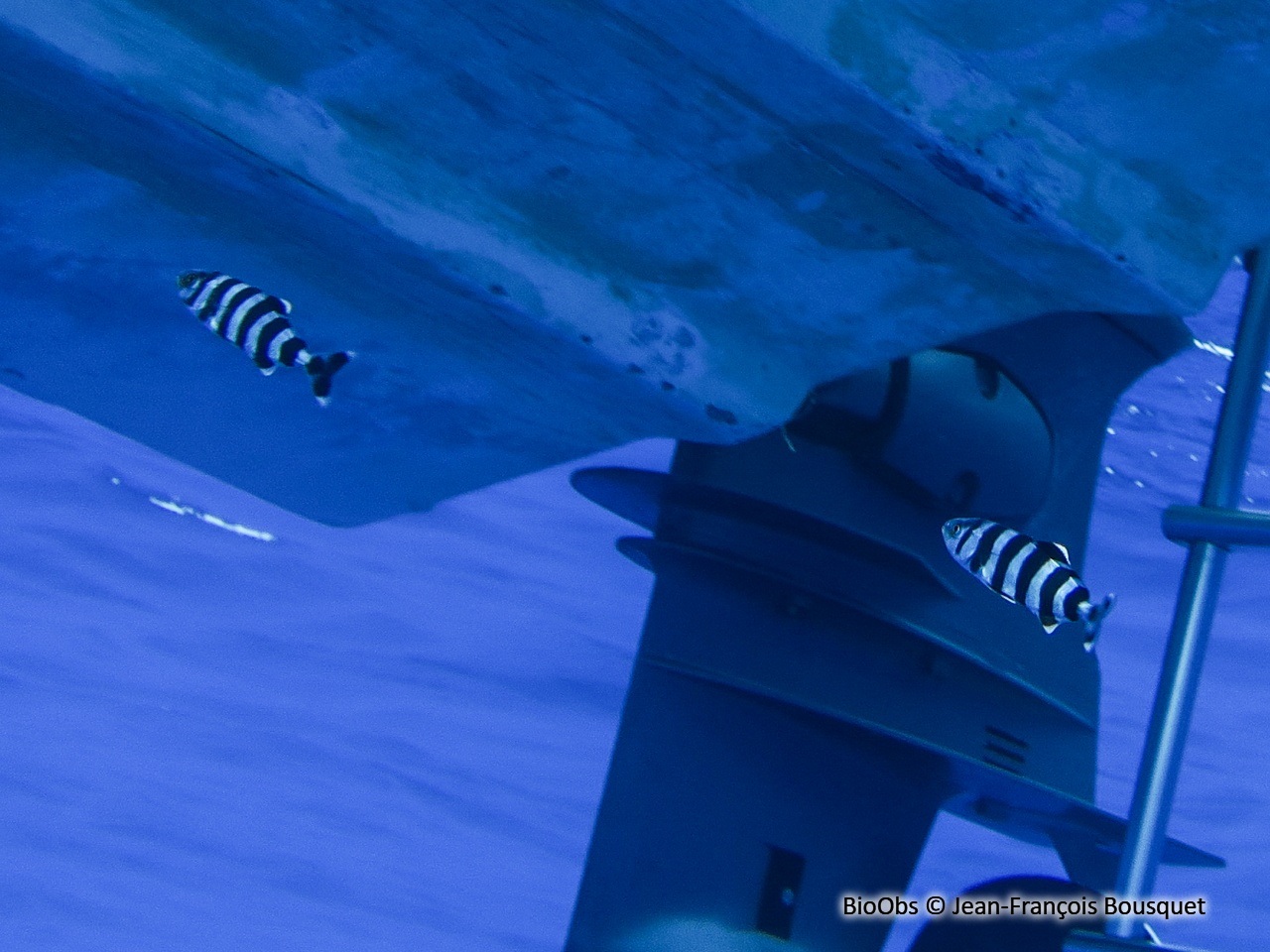 Poisson-pilote - Naucrates ductor - Jean-François Bousquet - BioObs