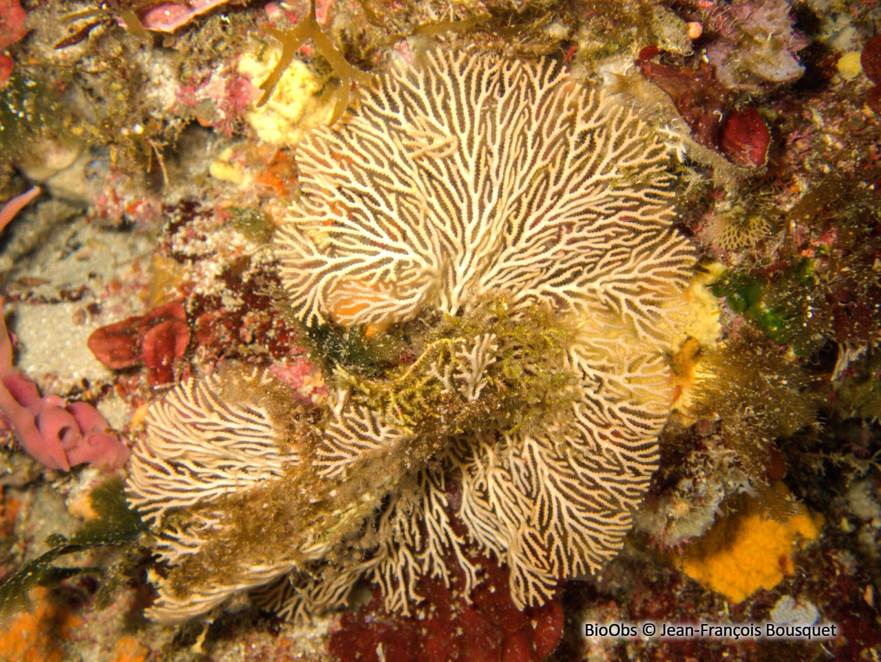 Hornère frondiculée - Hornera frondiculata - Jean-François Bousquet - BioObs