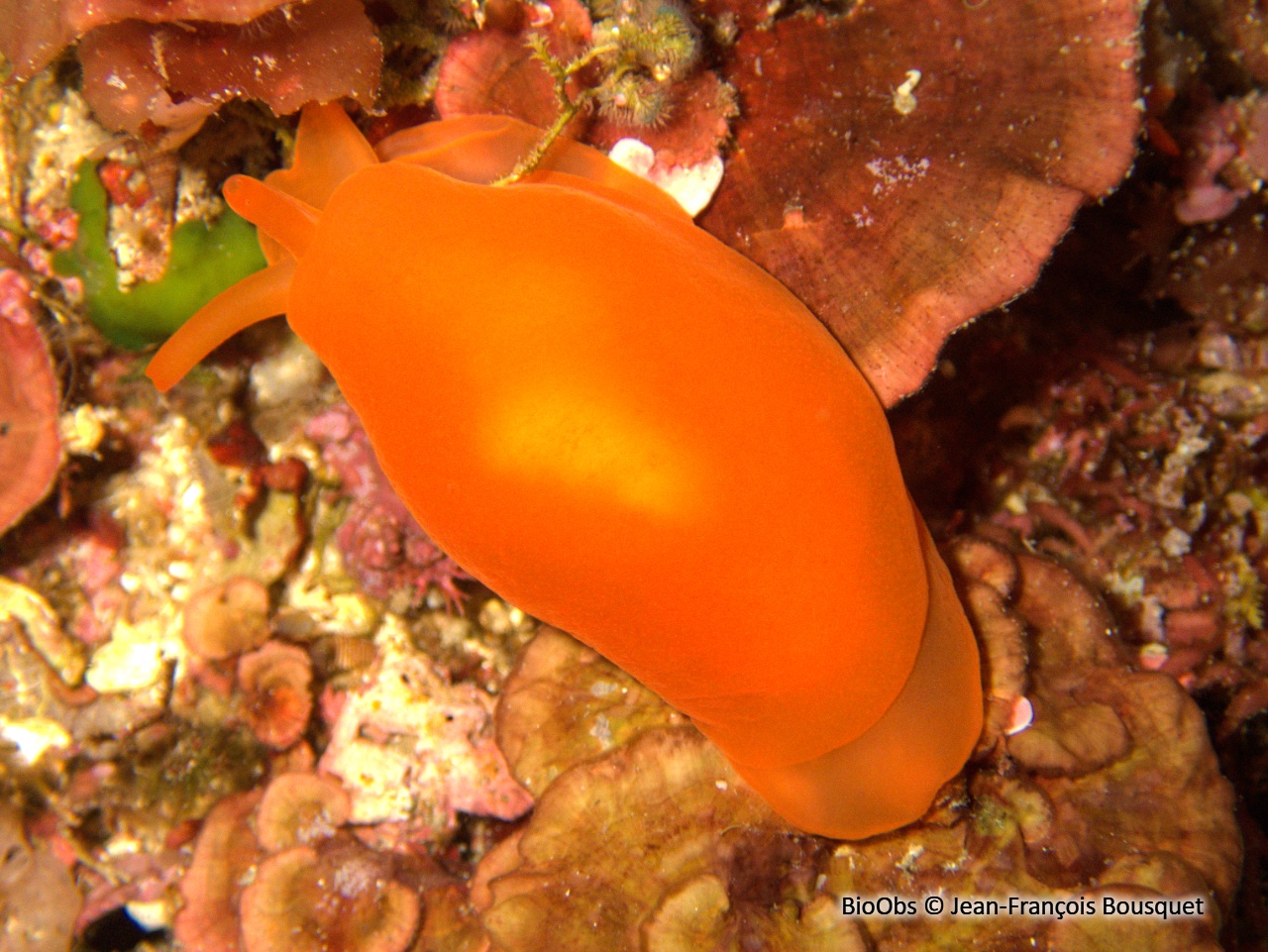 Berthelline orange - Berthellina edwardsi - Jean-François Bousquet - BioObs