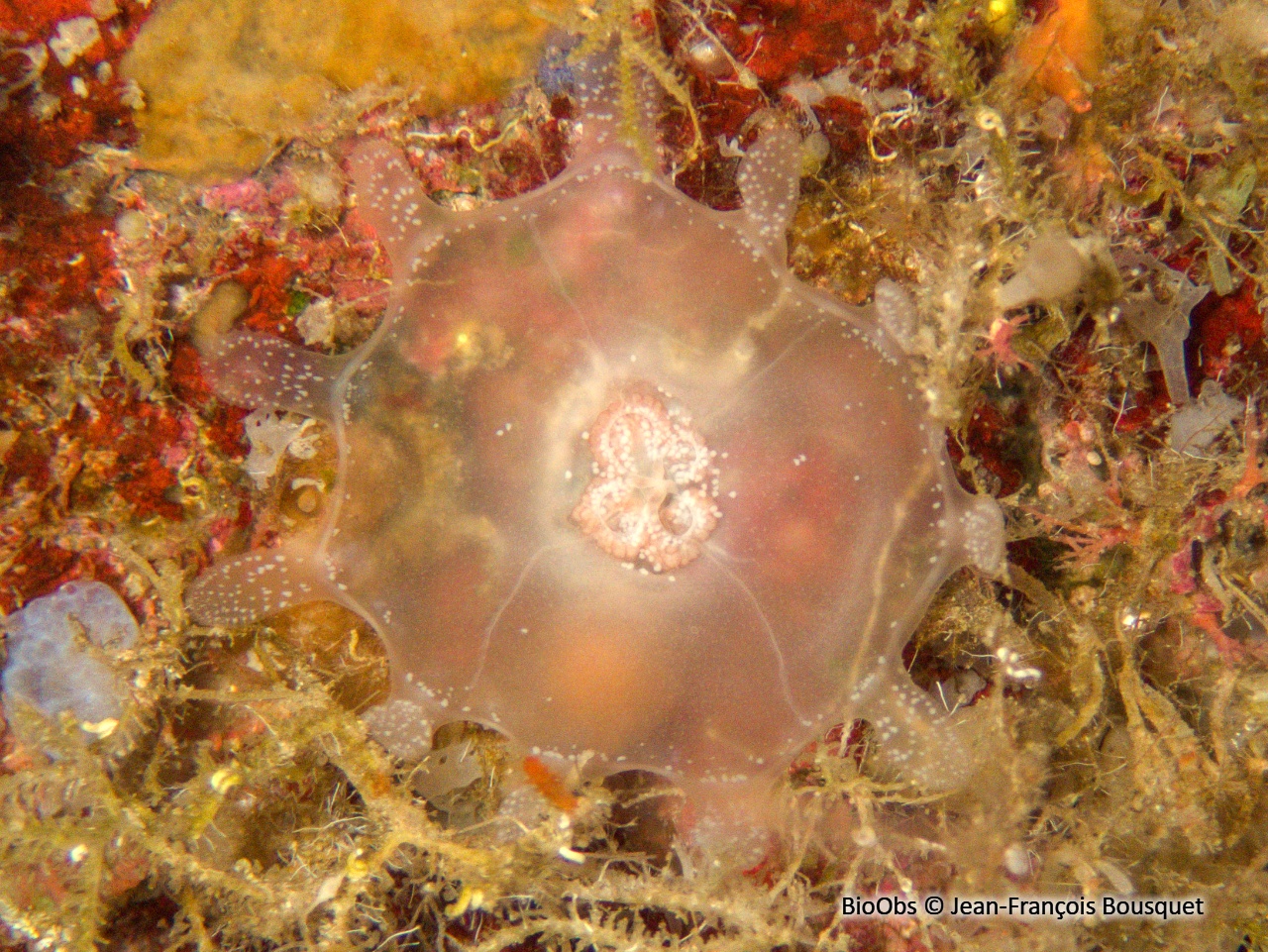 Stauromeduse Lipkea - Lipkea ruspoliana - Jean-François Bousquet - BioObs
