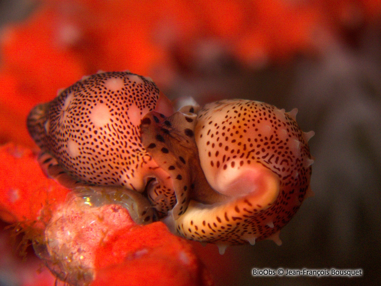 Simnie blanche - Simnia spelta - Jean-François Bousquet - BioObs