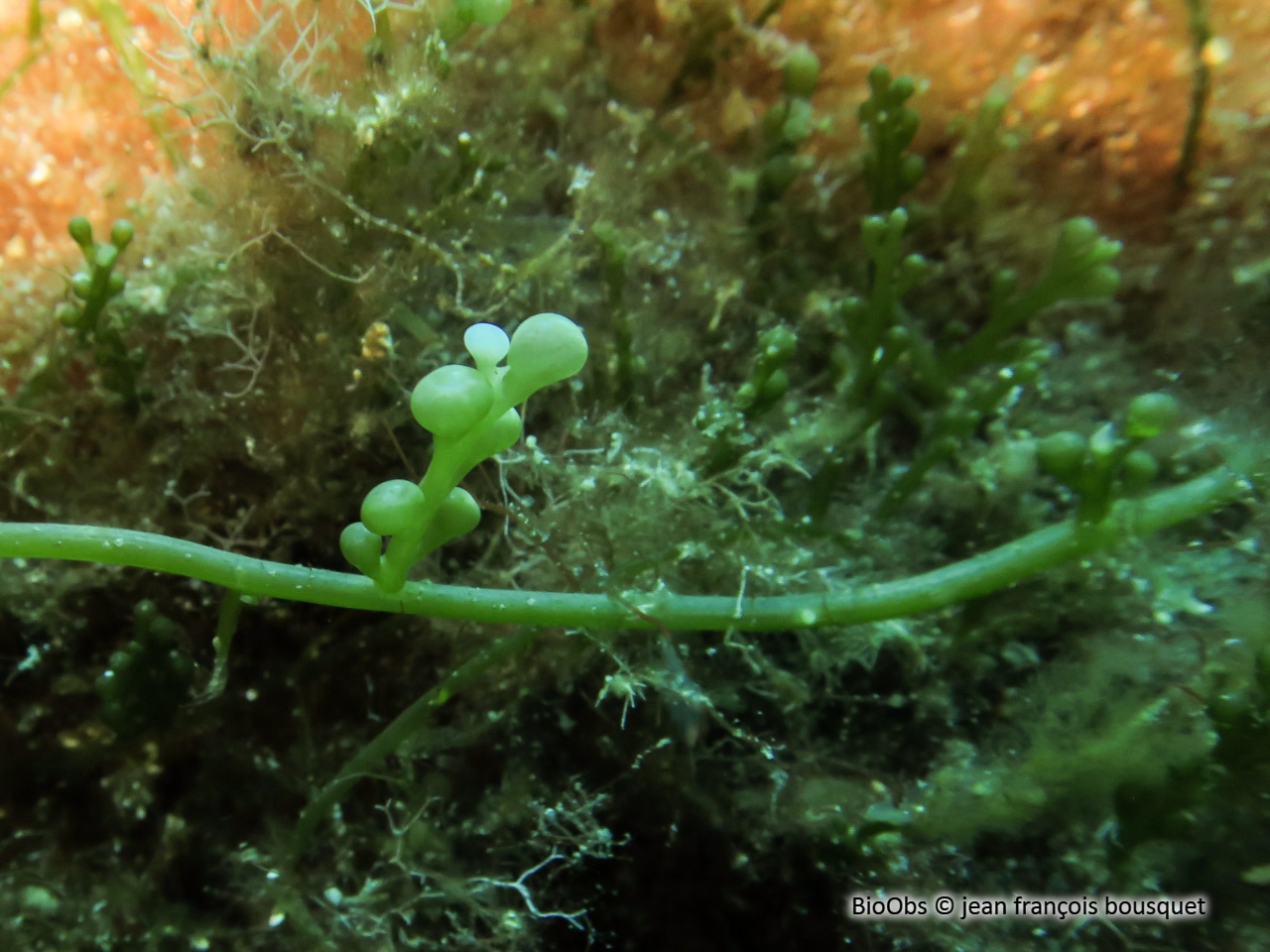 Caulerpe cylindracée - Caulerpa cylindracea - jean françois bousquet - BioObs