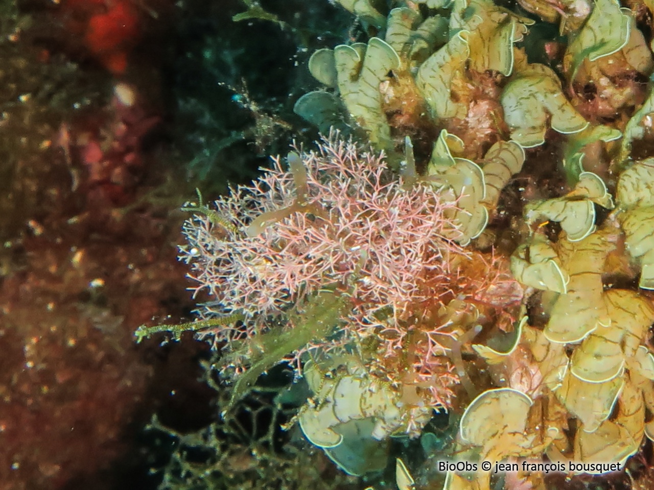 Amphiroa sciaphile - Amphiroa cryptarthrodia - jean françois bousquet - BioObs