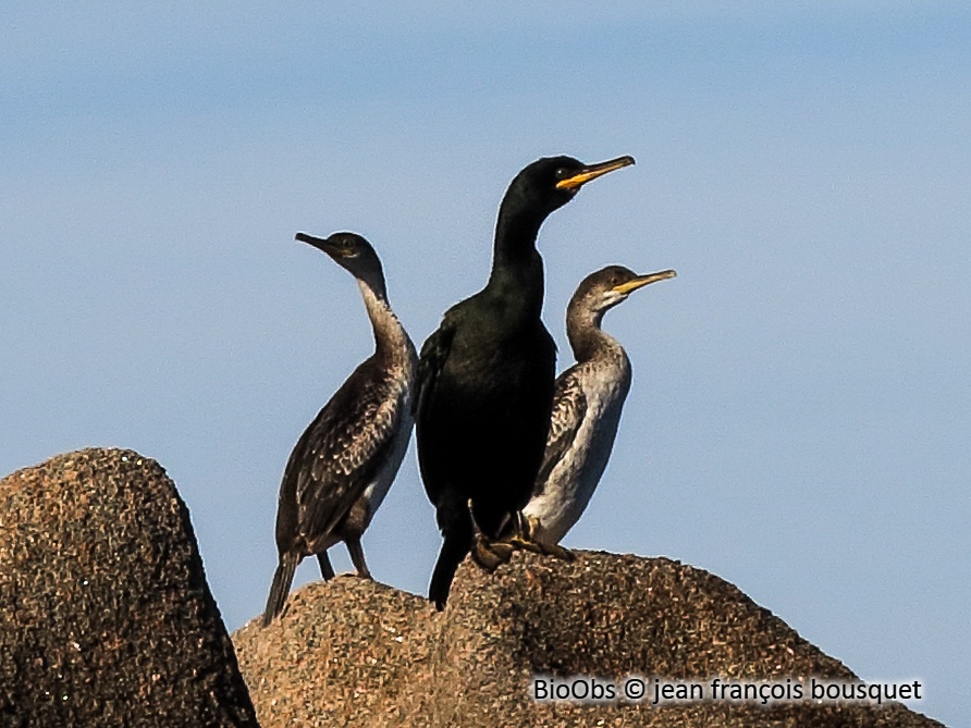 Grand cormoran - Phalacrocorax carbo - jean françois bousquet - BioObs