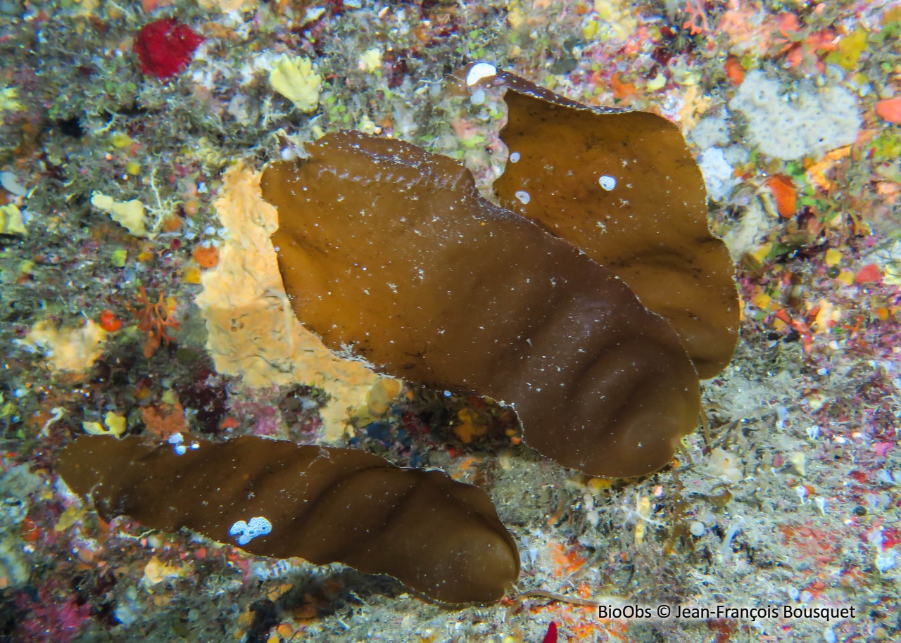 Algue petite feuille de tabac - Phyllariopsis brevipes - Jean-François Bousquet - BioObs