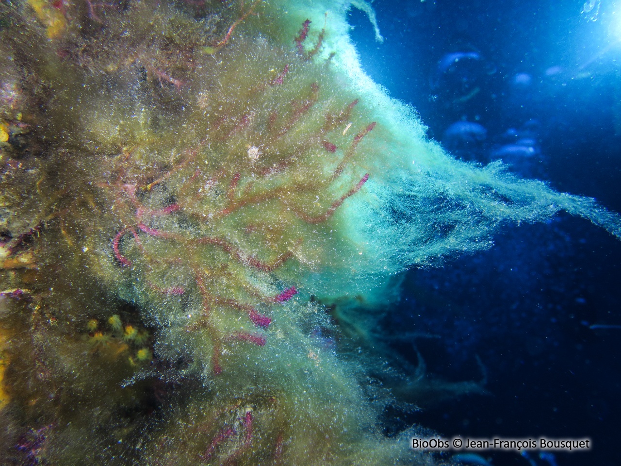 Algues brunes filamenteuses - Acinetospora crinita - Jean-François Bousquet - BioObs