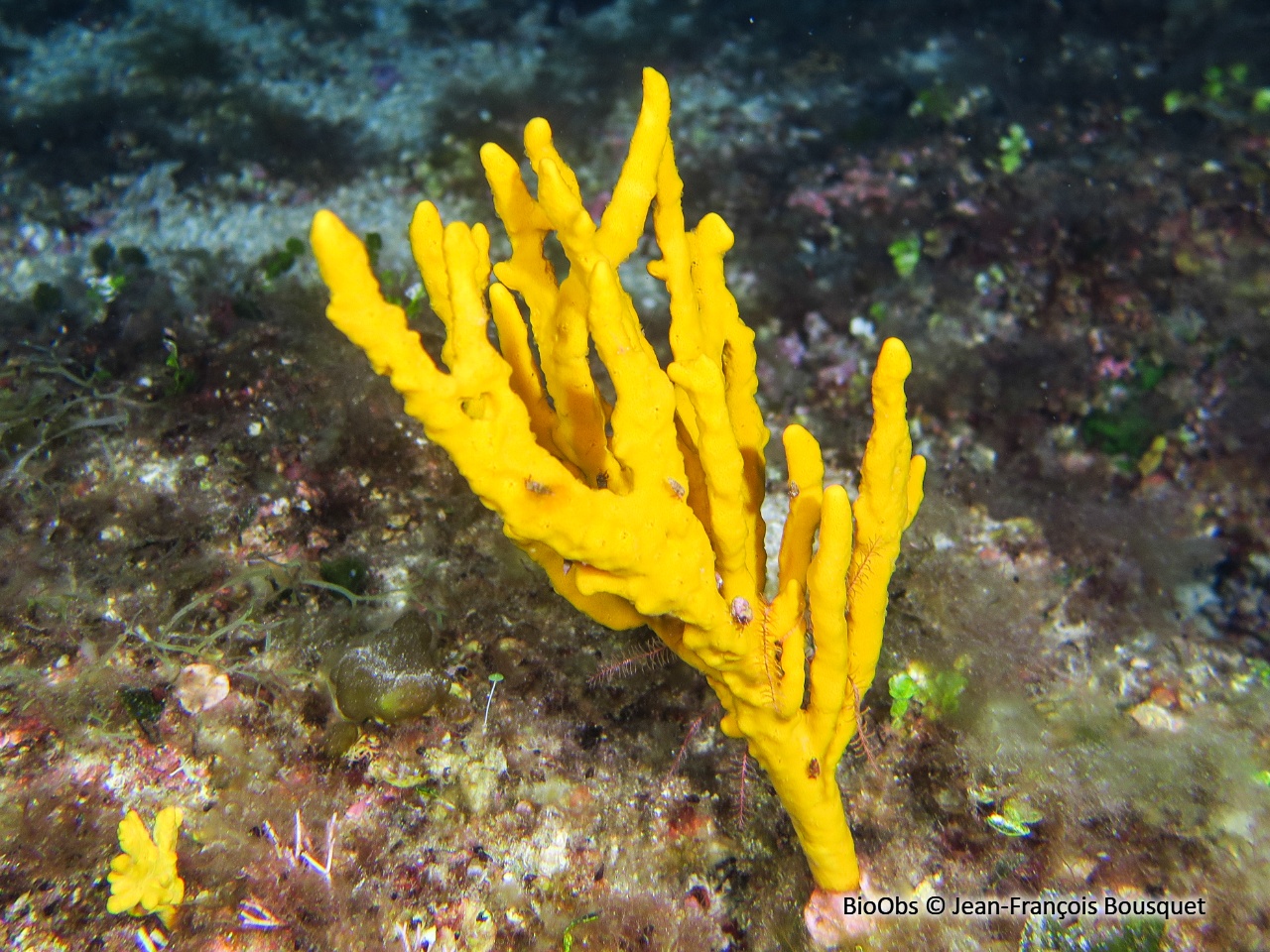 Axinelle commune - Axinella polypoides - Jean-François Bousquet - BioObs