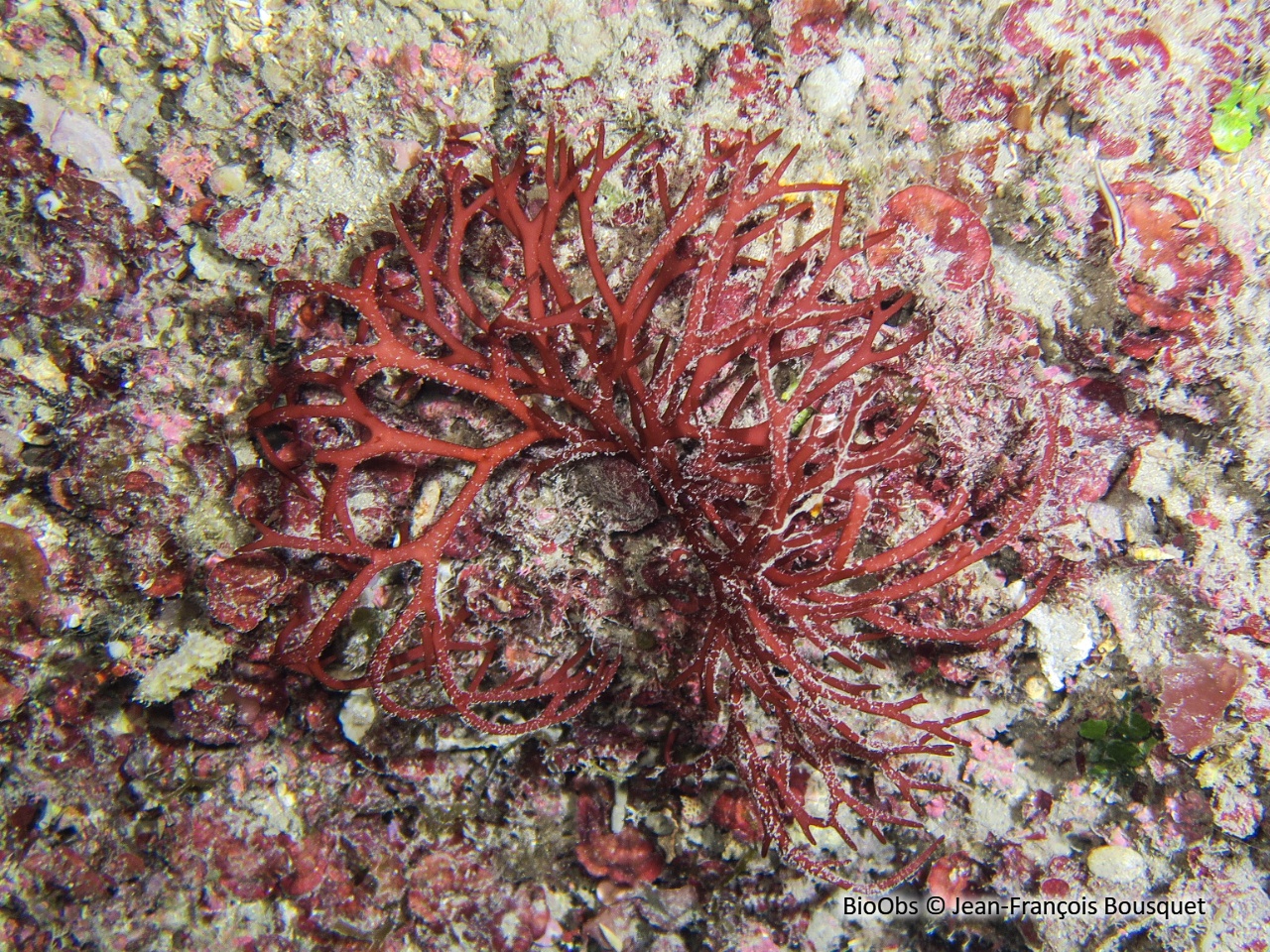 Nemastoma de Dumont - Nemastoma dumontioides - Jean-François Bousquet - BioObs