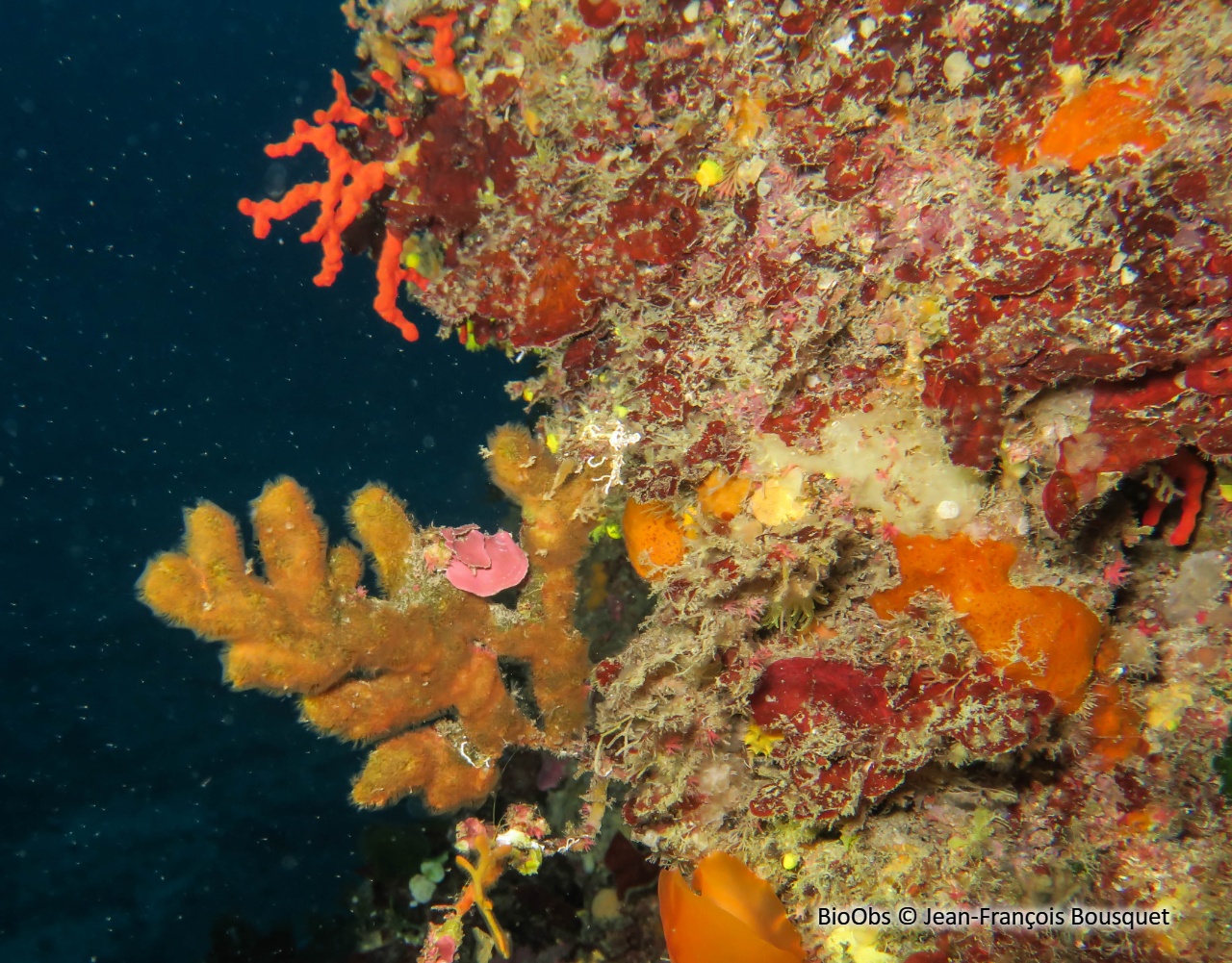 Turbicellepore à grandes côtes - Turbicellepora magnicostata - Jean-François Bousquet - BioObs
