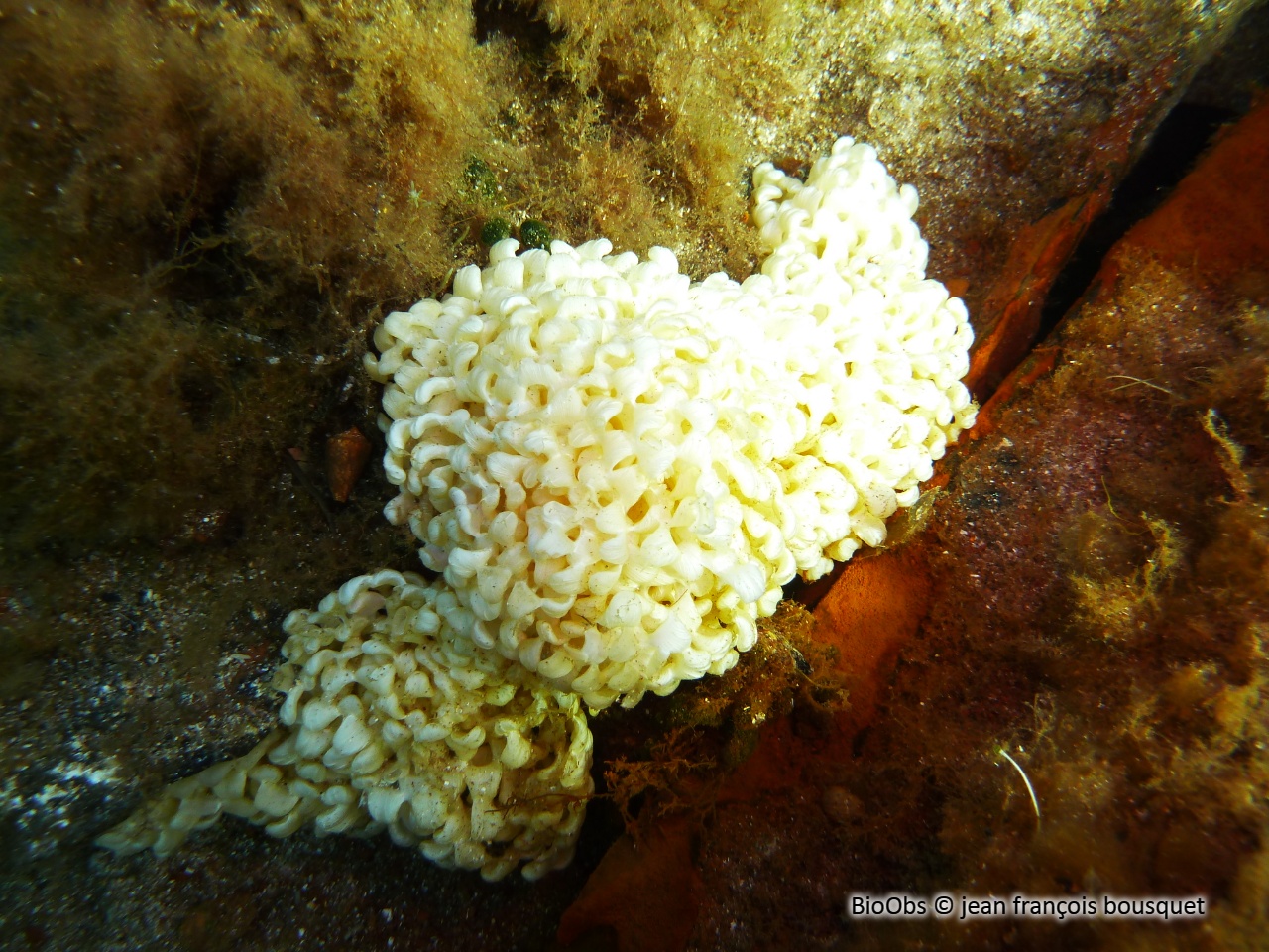 Rocher fascié ponte - Hexaplex sp - jean françois bousquet - BioObs
